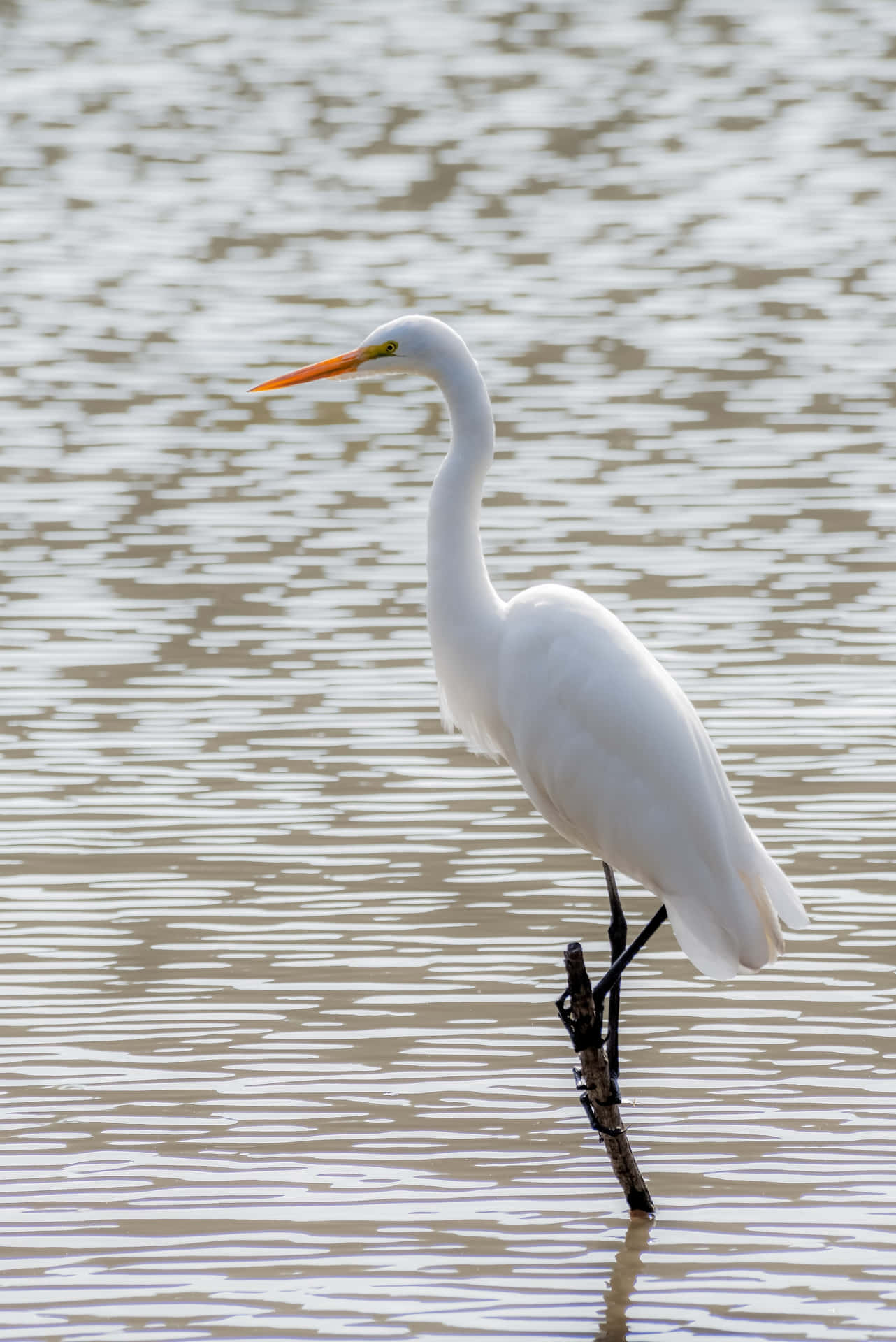 Peaceful Relaxing Great Egret