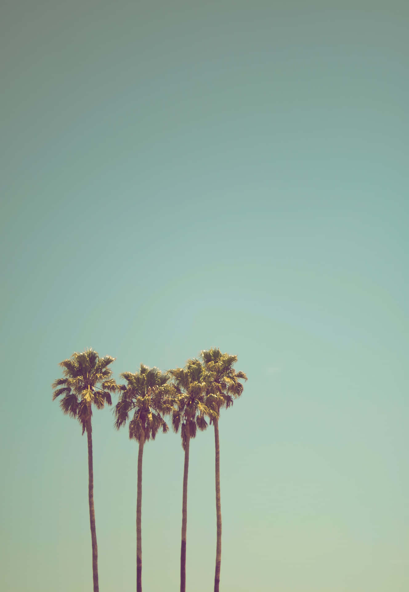 Peaceful Relaxing Palm Trees Background