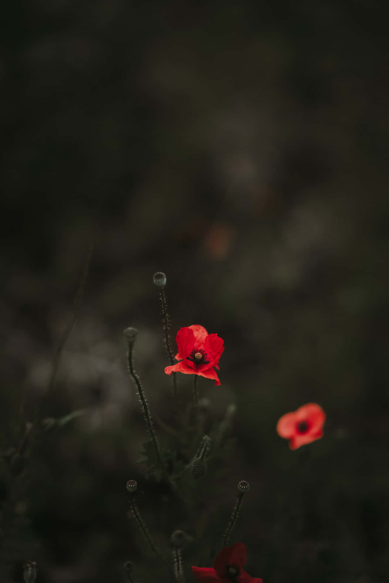 Peaceful Relaxing Small Red Flowers