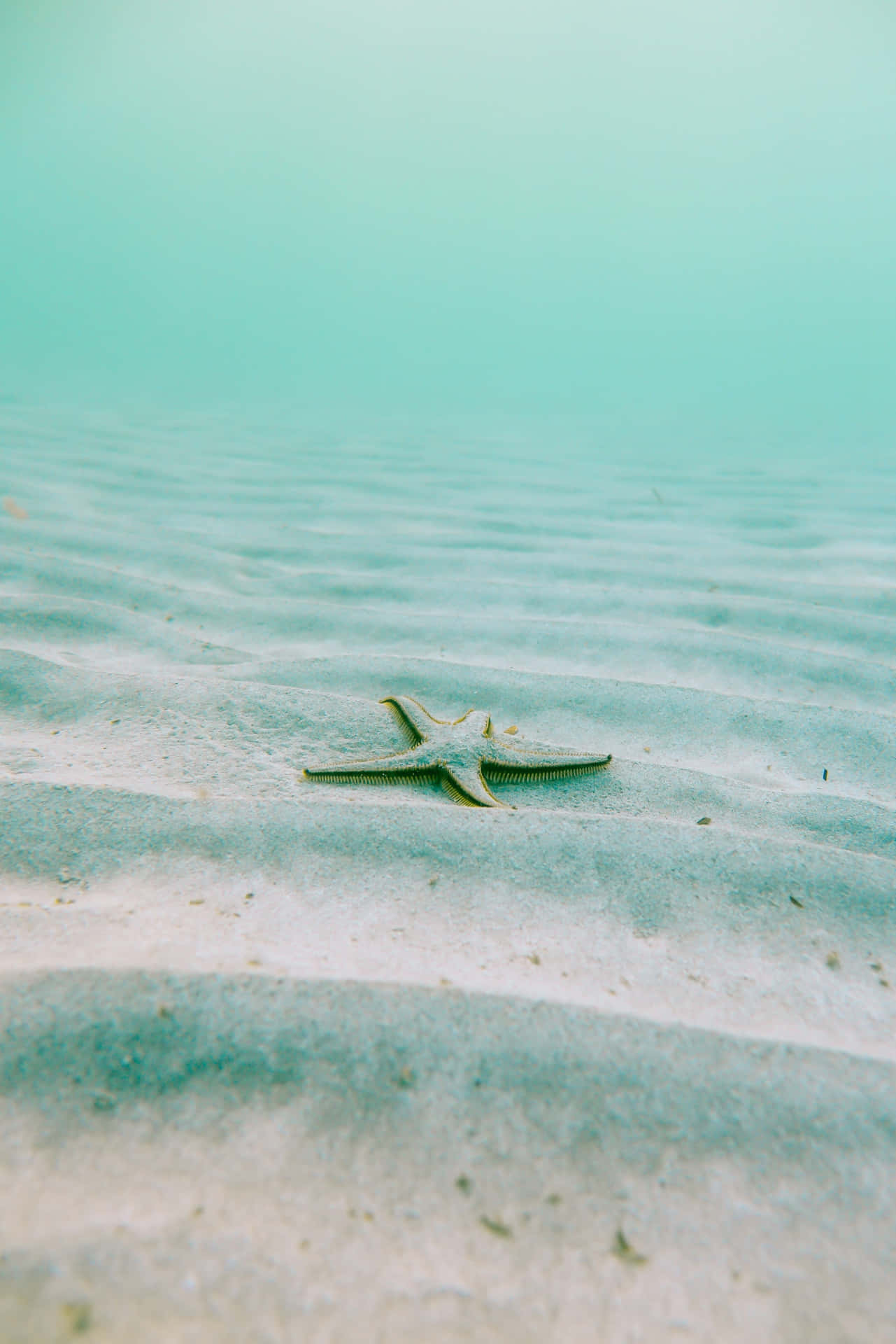 Peaceful Relaxing Starfish Phone Background