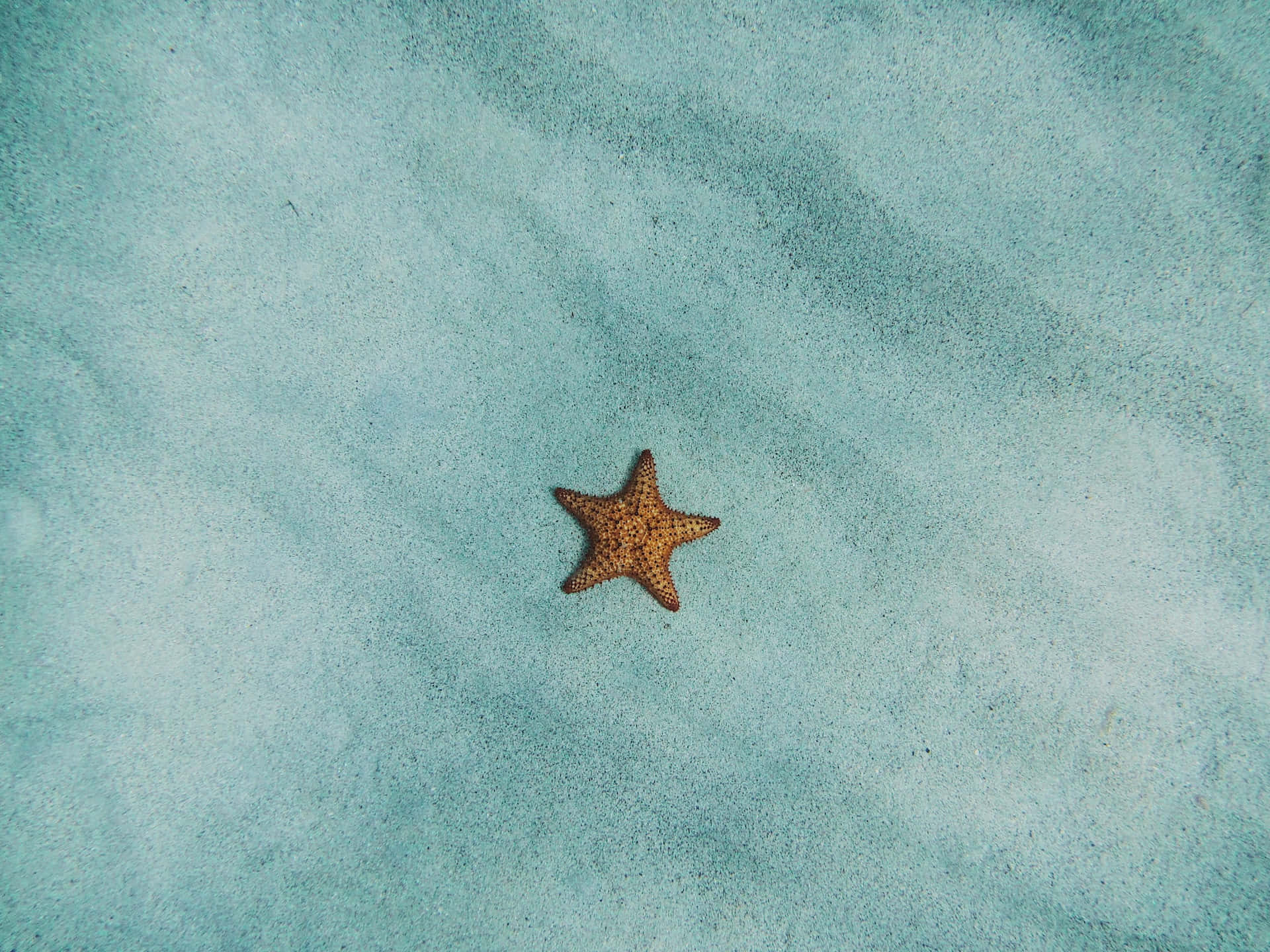 Peaceful Relaxing Starfish Underwater Background