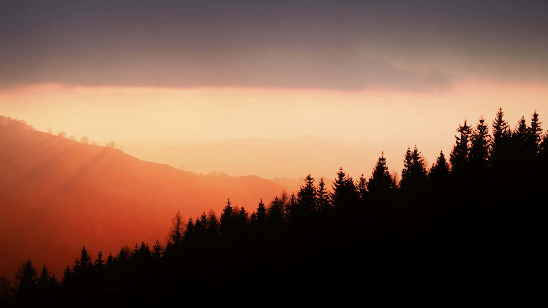 Peaceful Relaxing Sunrise Forest View Background