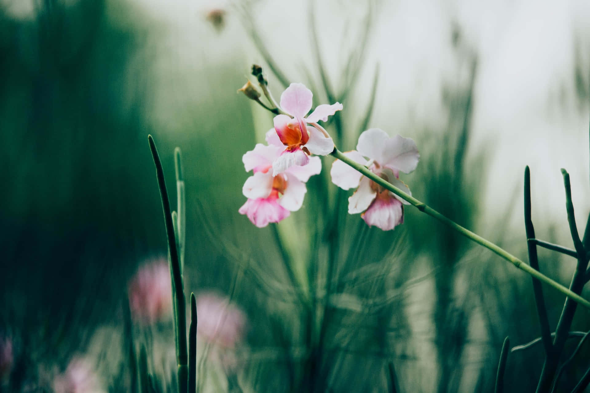 Peaceful Relaxing Tiny Flowers Background