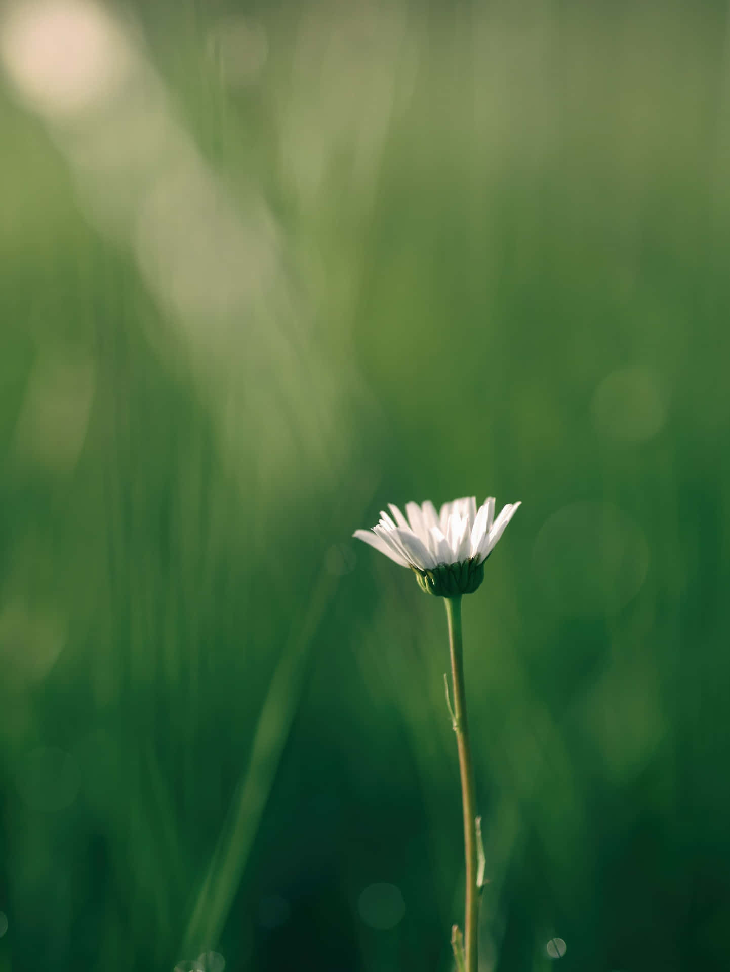 Peaceful Relaxing White Flower Background