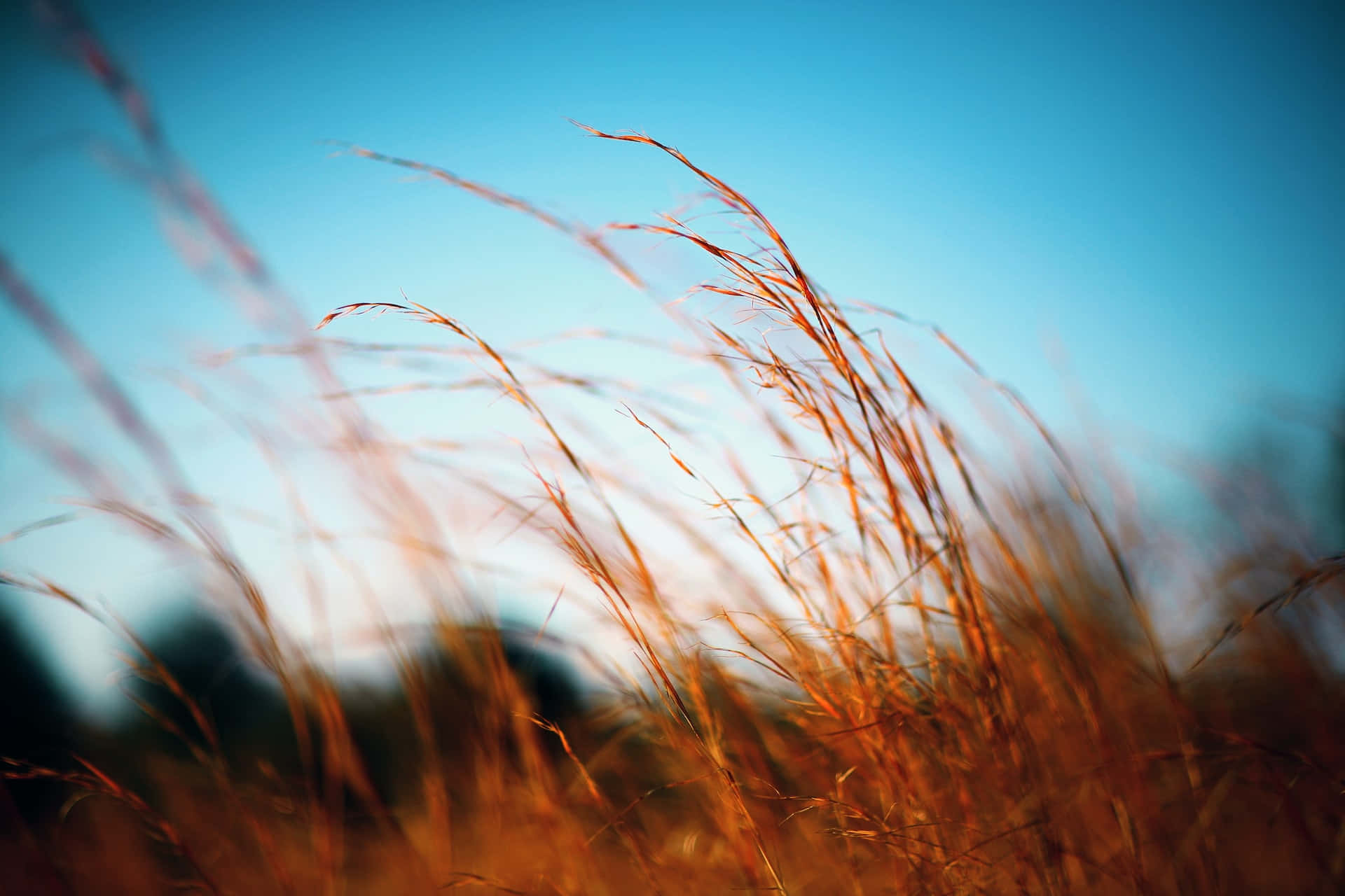 Peaceful Relaxing Windy Landscape