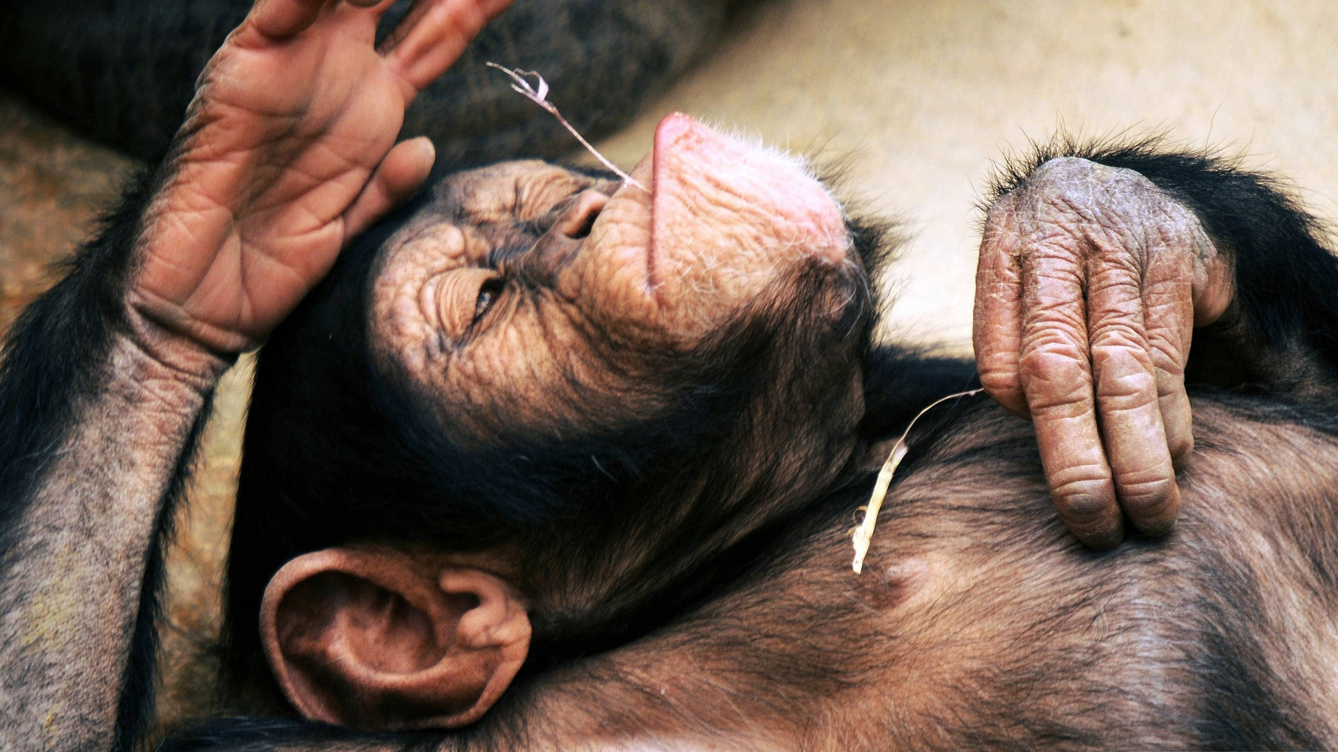 Peaceful Sleeping Chimpanzee Background