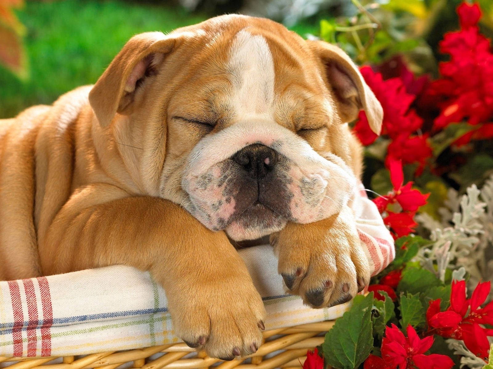 Peaceful Slumber Of An English Bulldog