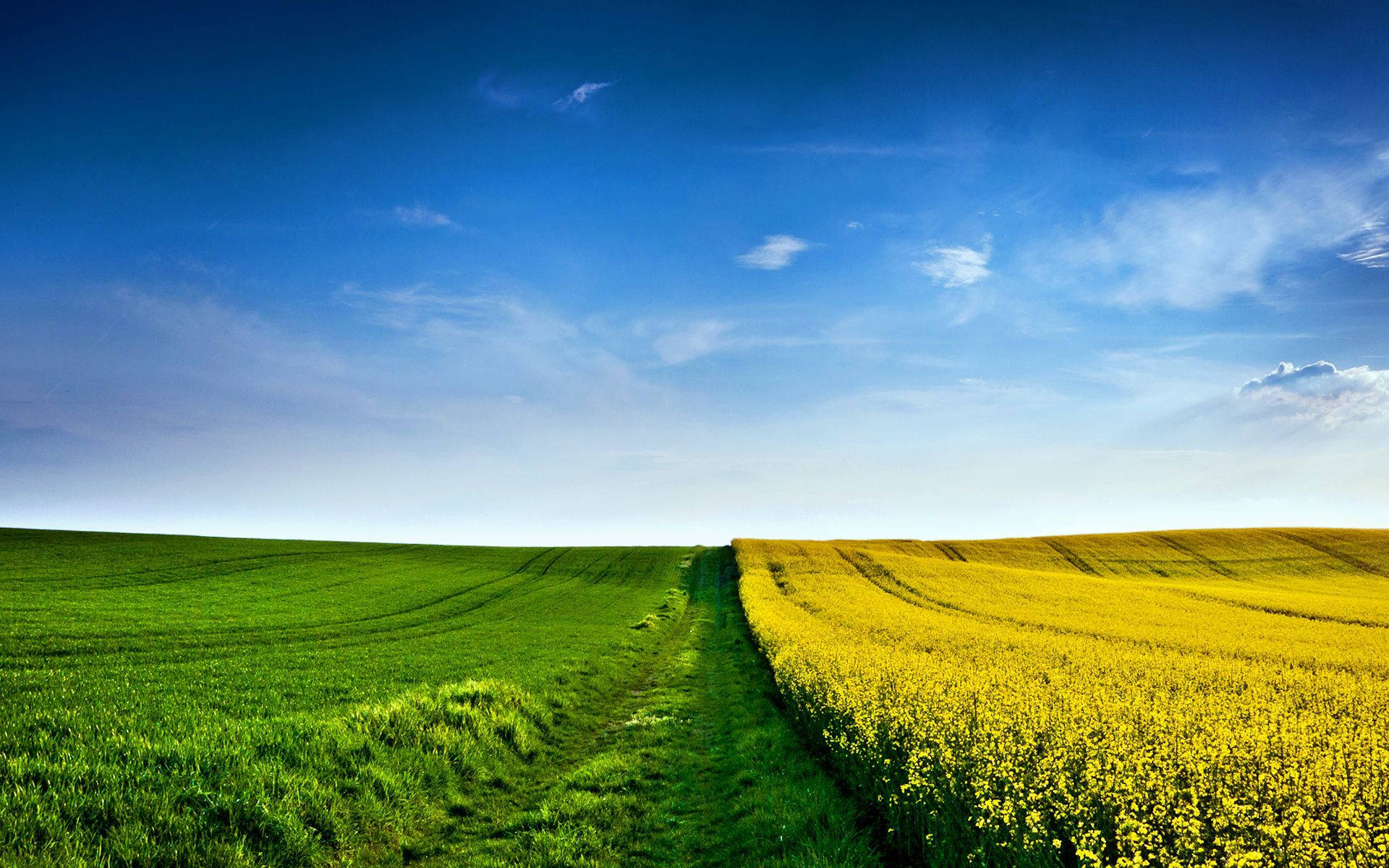 Peaceful Two Toned Coloured Field Background