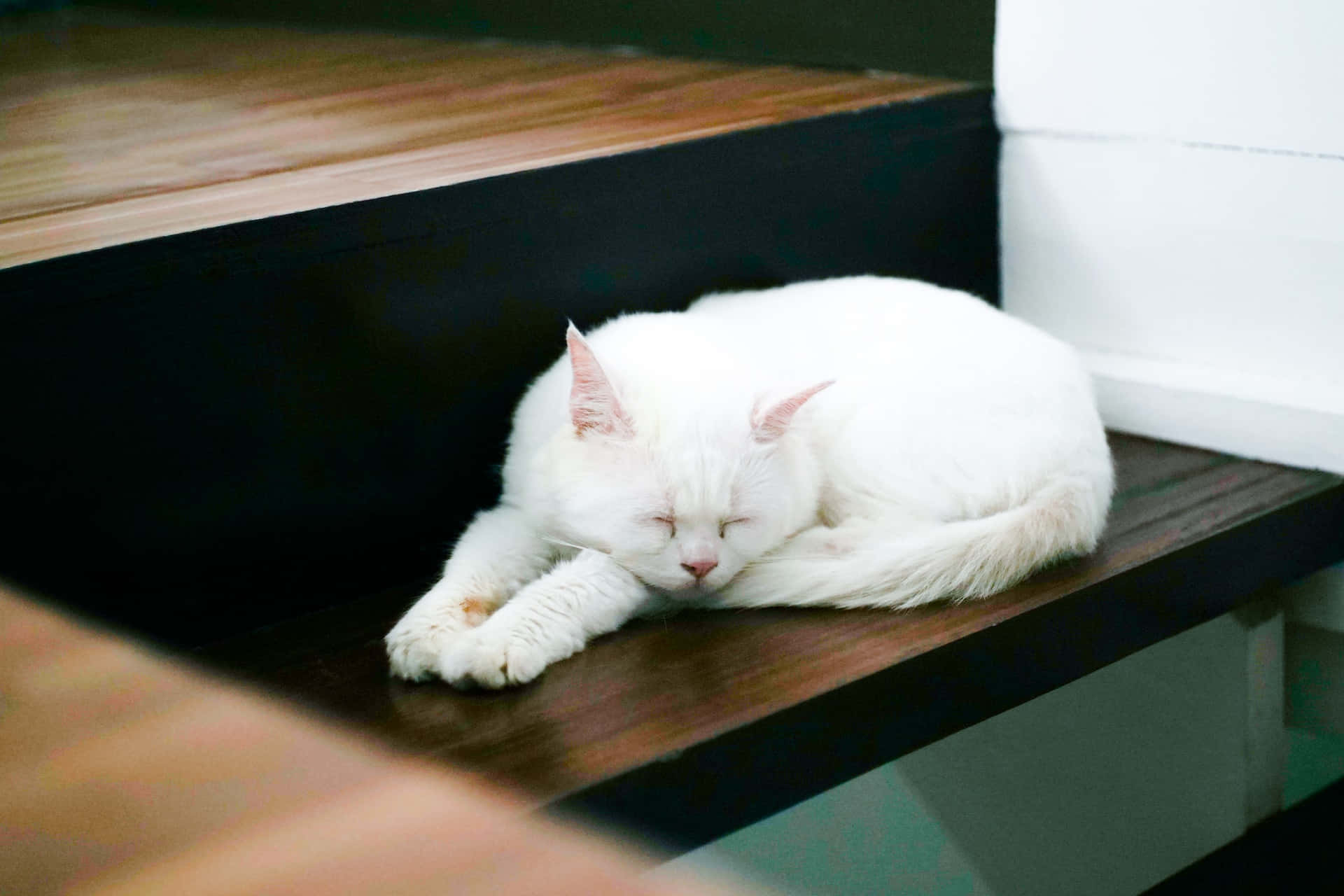 Peaceful White Cat In A Lackadaisical Pose Background