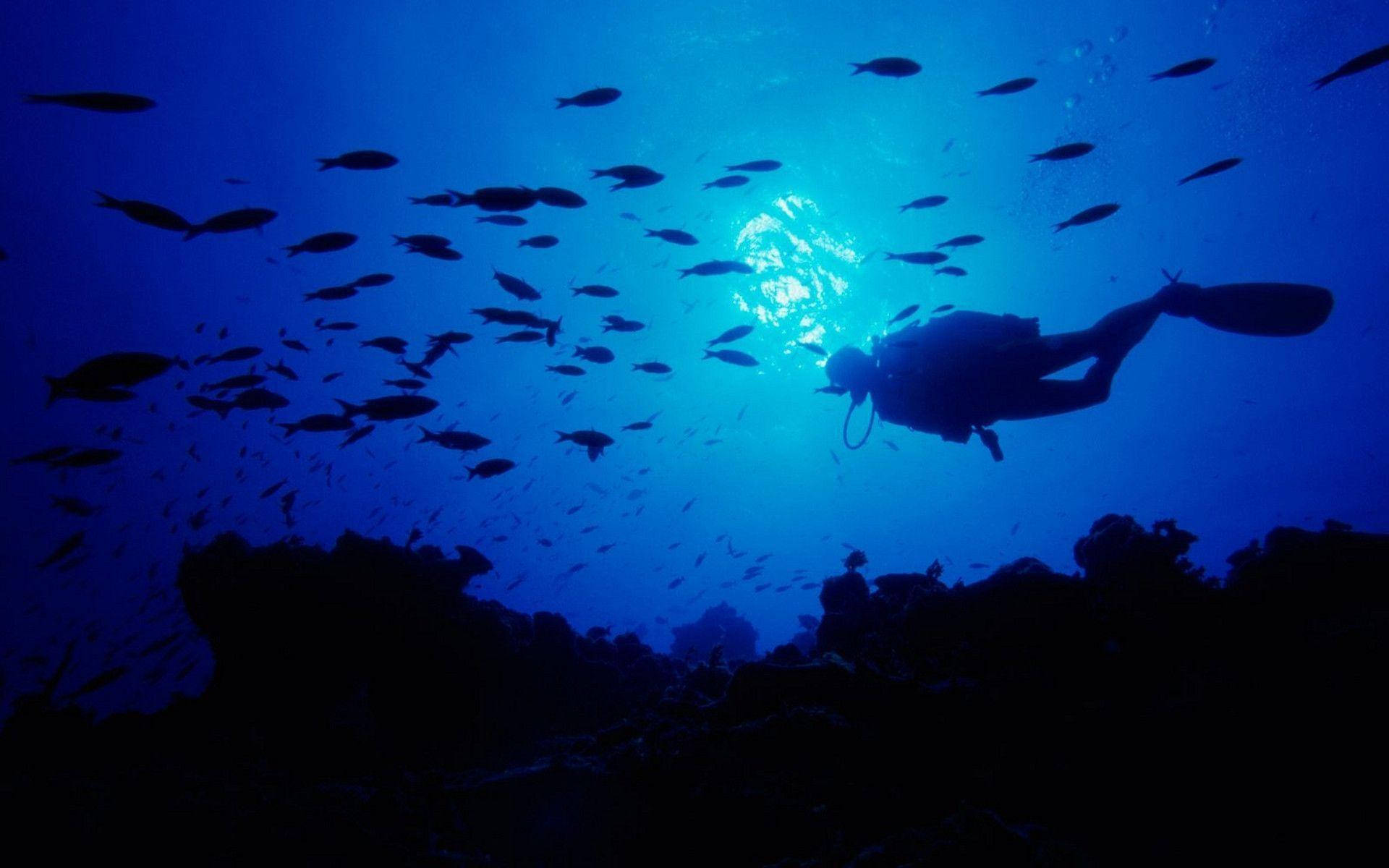 Peacefully Diving With The Fishes