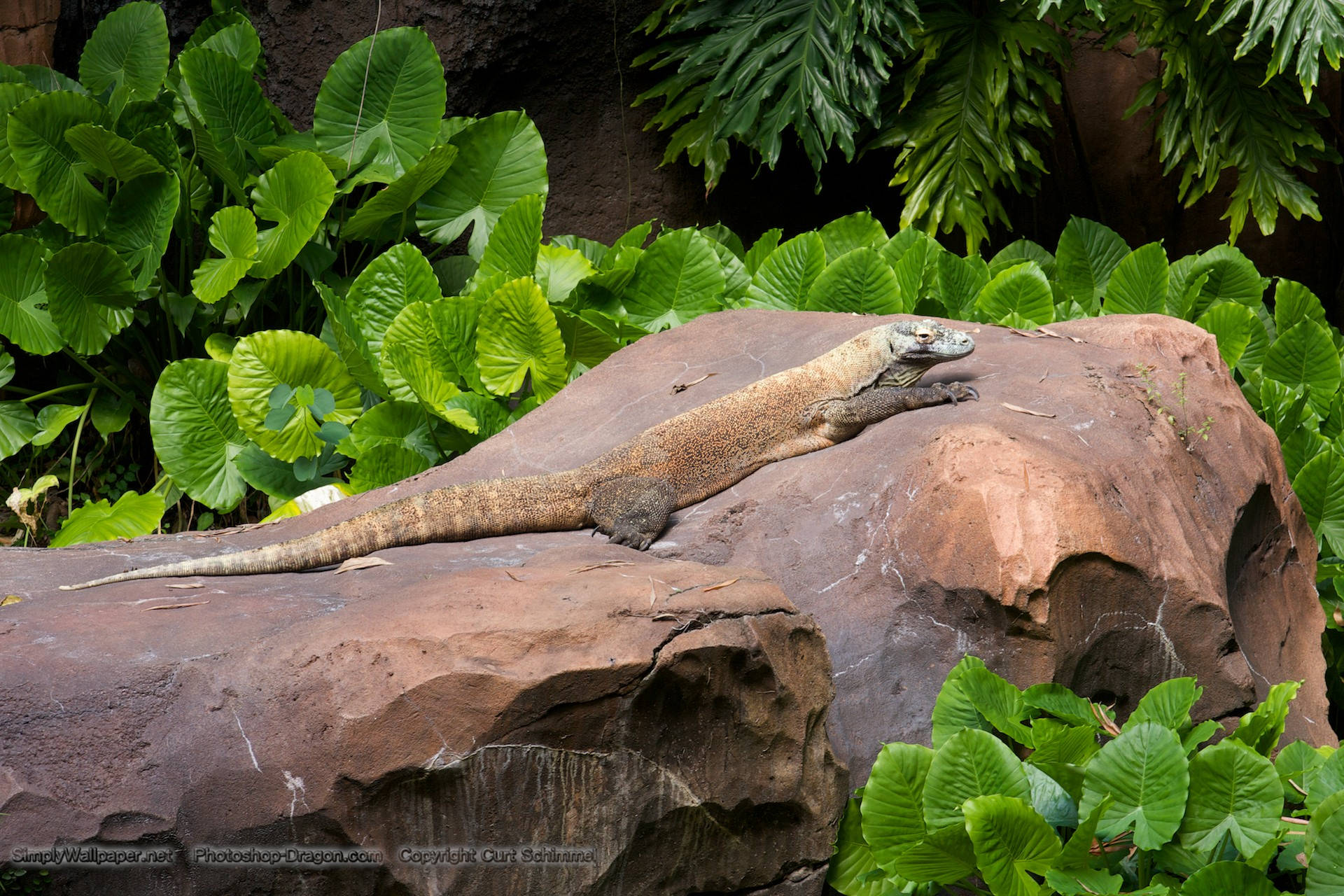 Peacefully Resting Brown Komodo Monitor Lizard Background