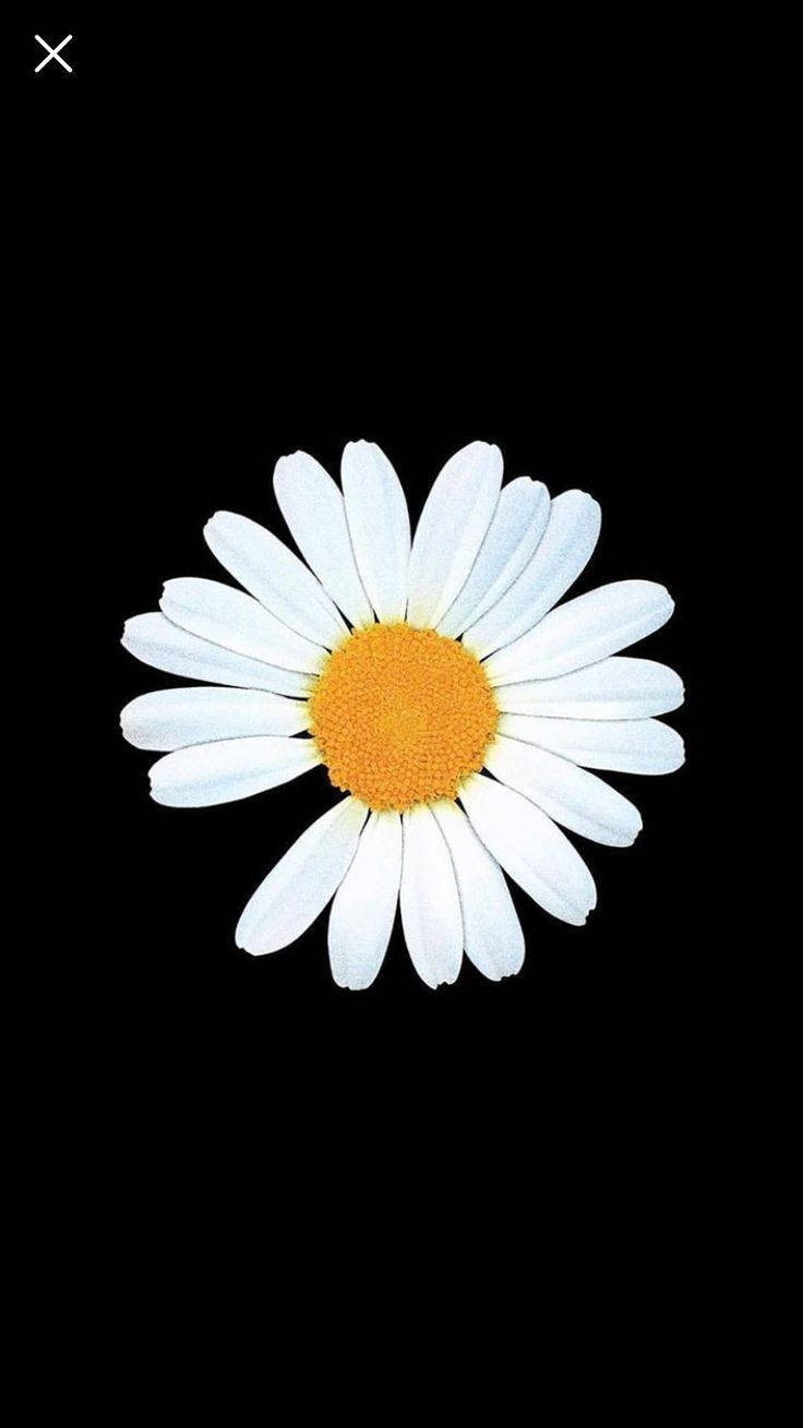 Peaceminusone White Daisy Flower Background