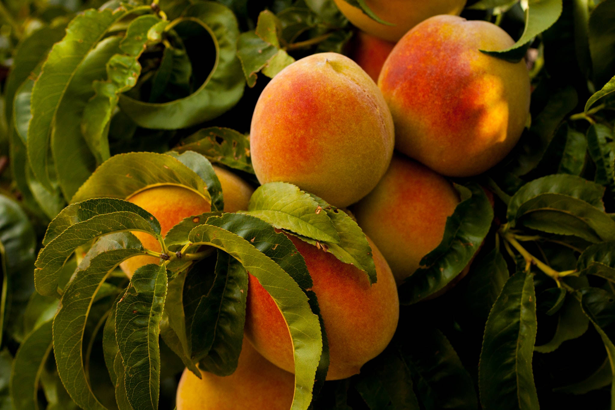 Peach Aesthetic Leaves Laptop Background