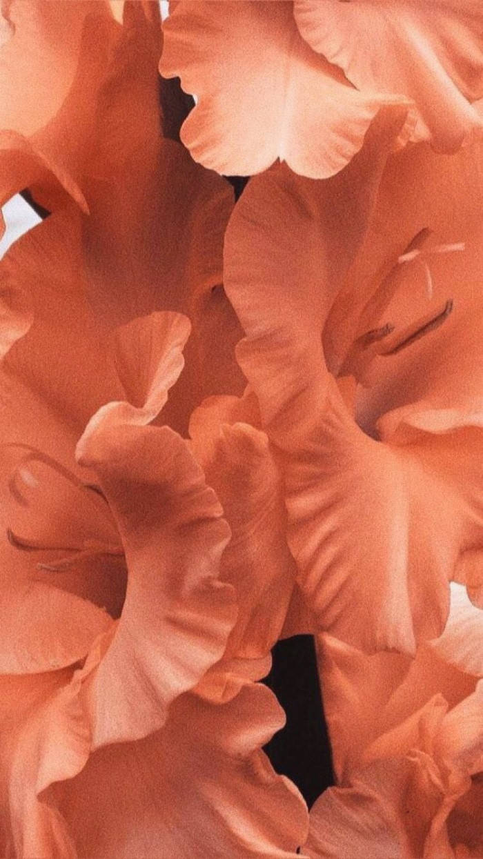 Peach Color Aesthetic Flower Petals