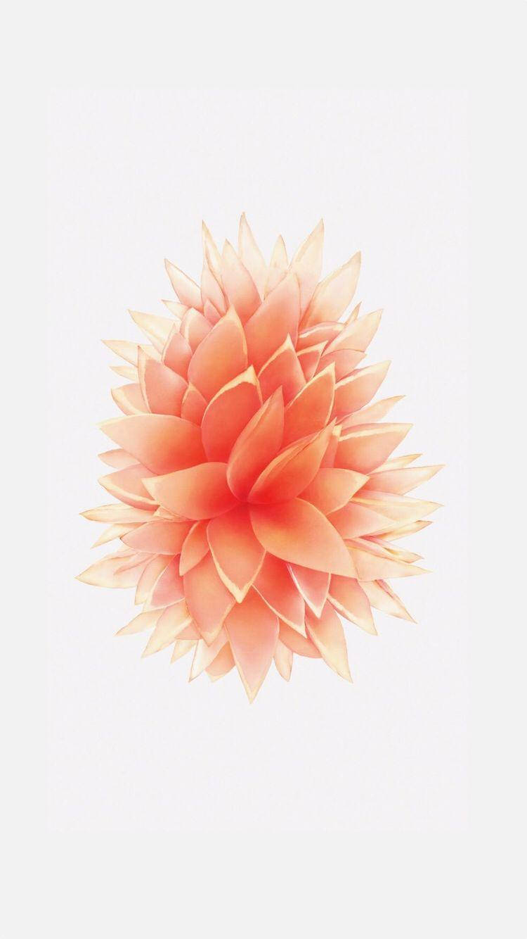 Peach-colored Flower Iphone Se Background