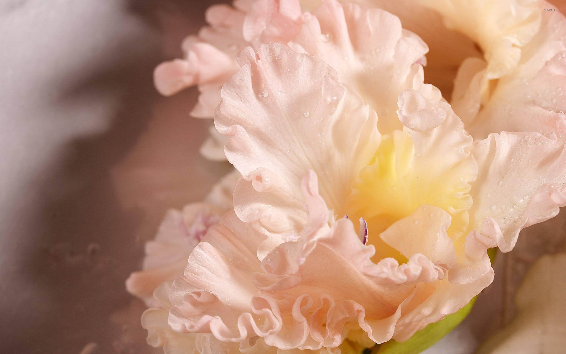 Peach Colored Gladiolus Flowers Background