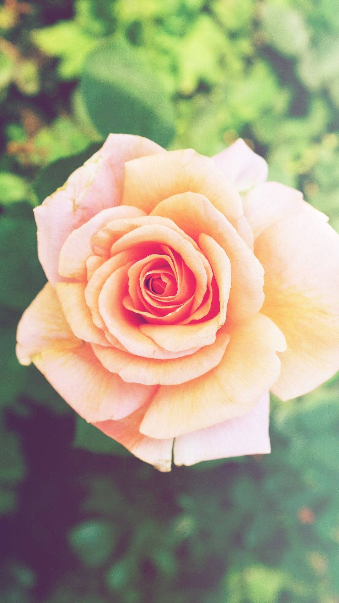 Peach-colored Rose Iphone Background