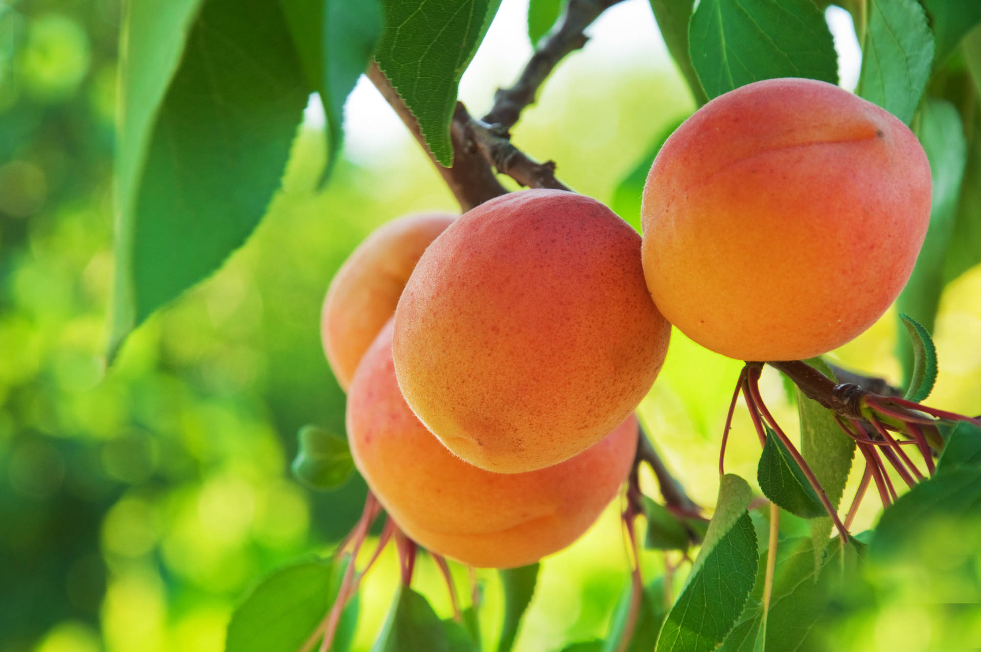 Peach Fruit On A Tree Background