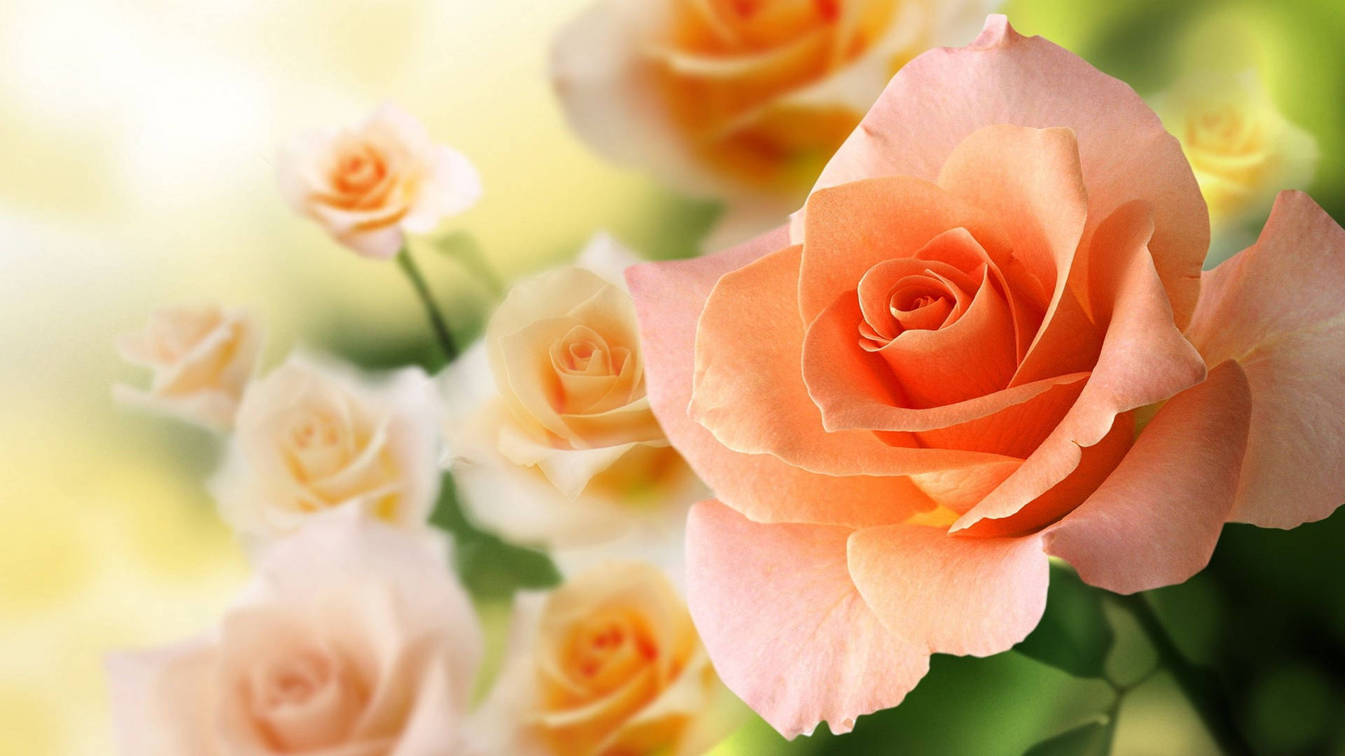 Peach Roses In Full Bloom Background