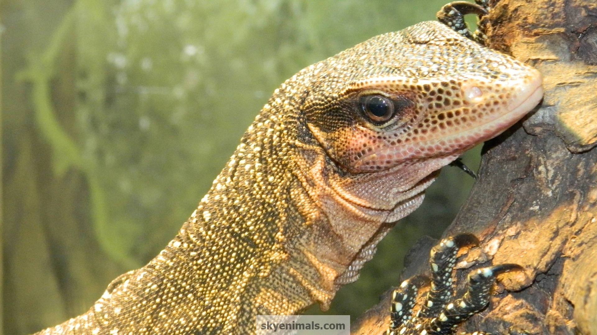 Peach Throated Monitor Lizard Resting