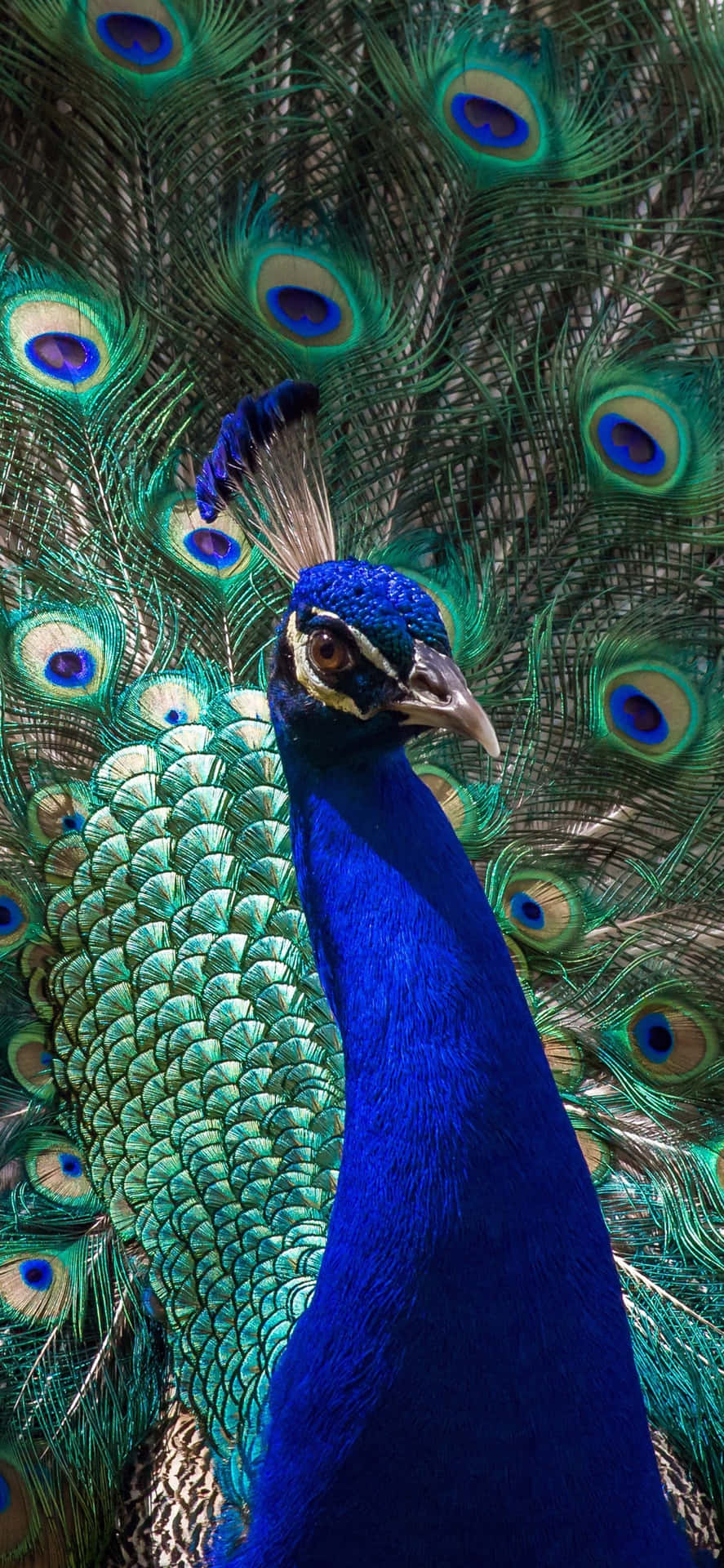 Peacock Bird Iphone Screensaver