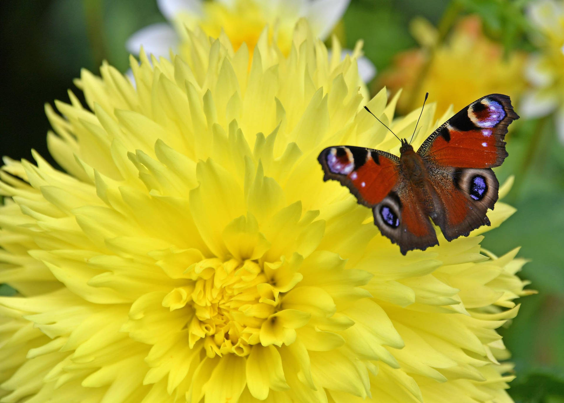 Peacock Butterfly On Flower Background