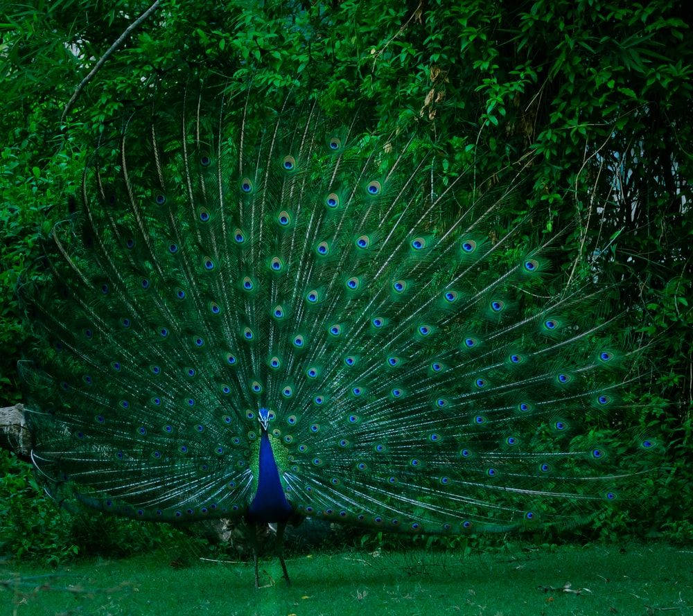 Peacock Displaying Its Feathers In The Grass