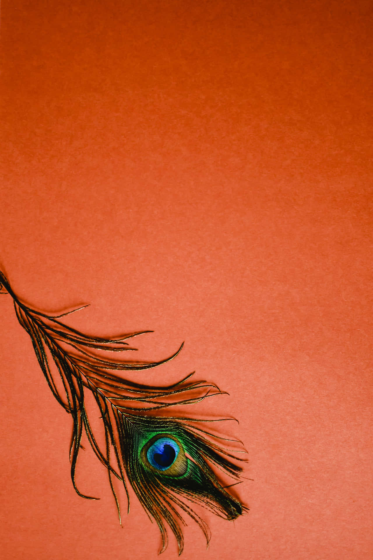 Peacock Featheron Red Background Background