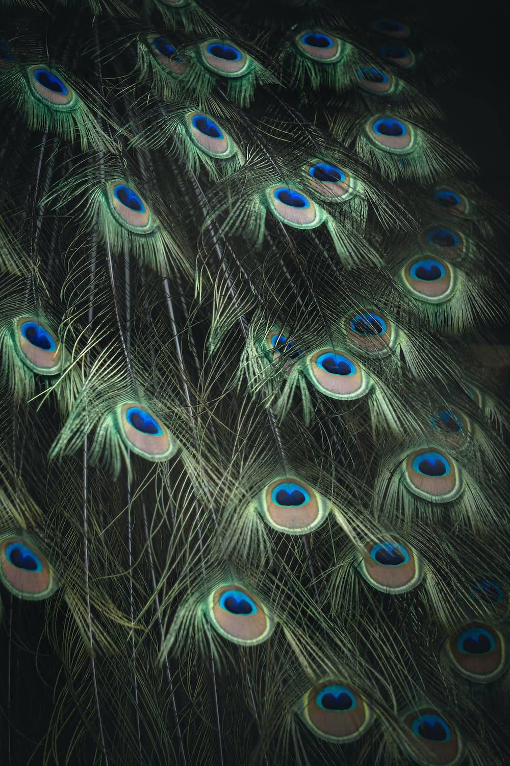 Peacock Feathers Display On Iphone 11 Pro Background