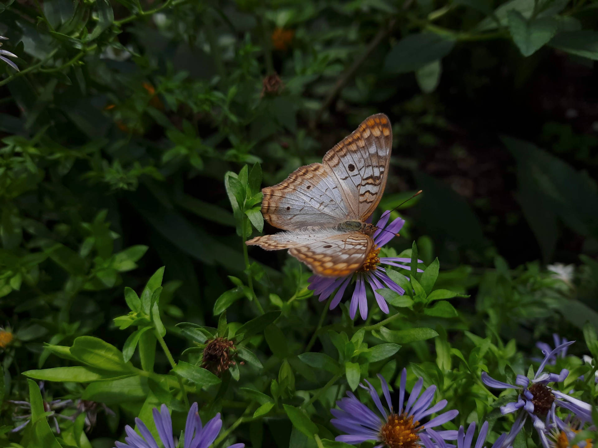 Peacock-like Aesthetic Butterfly Background