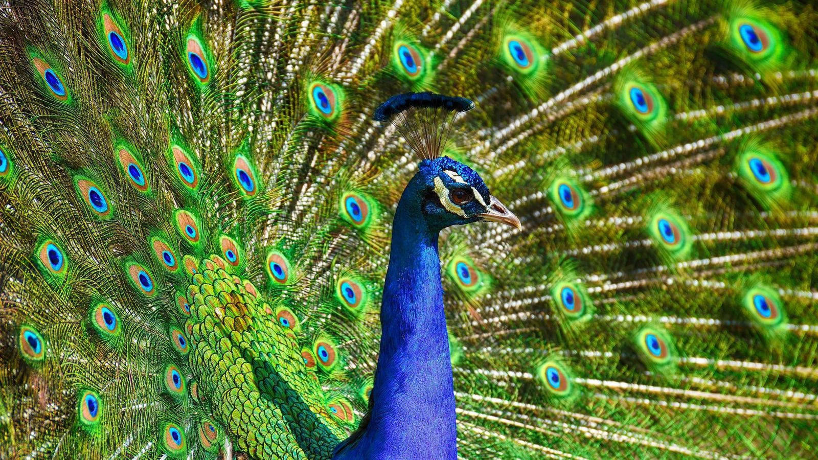 Peacock Side Profile