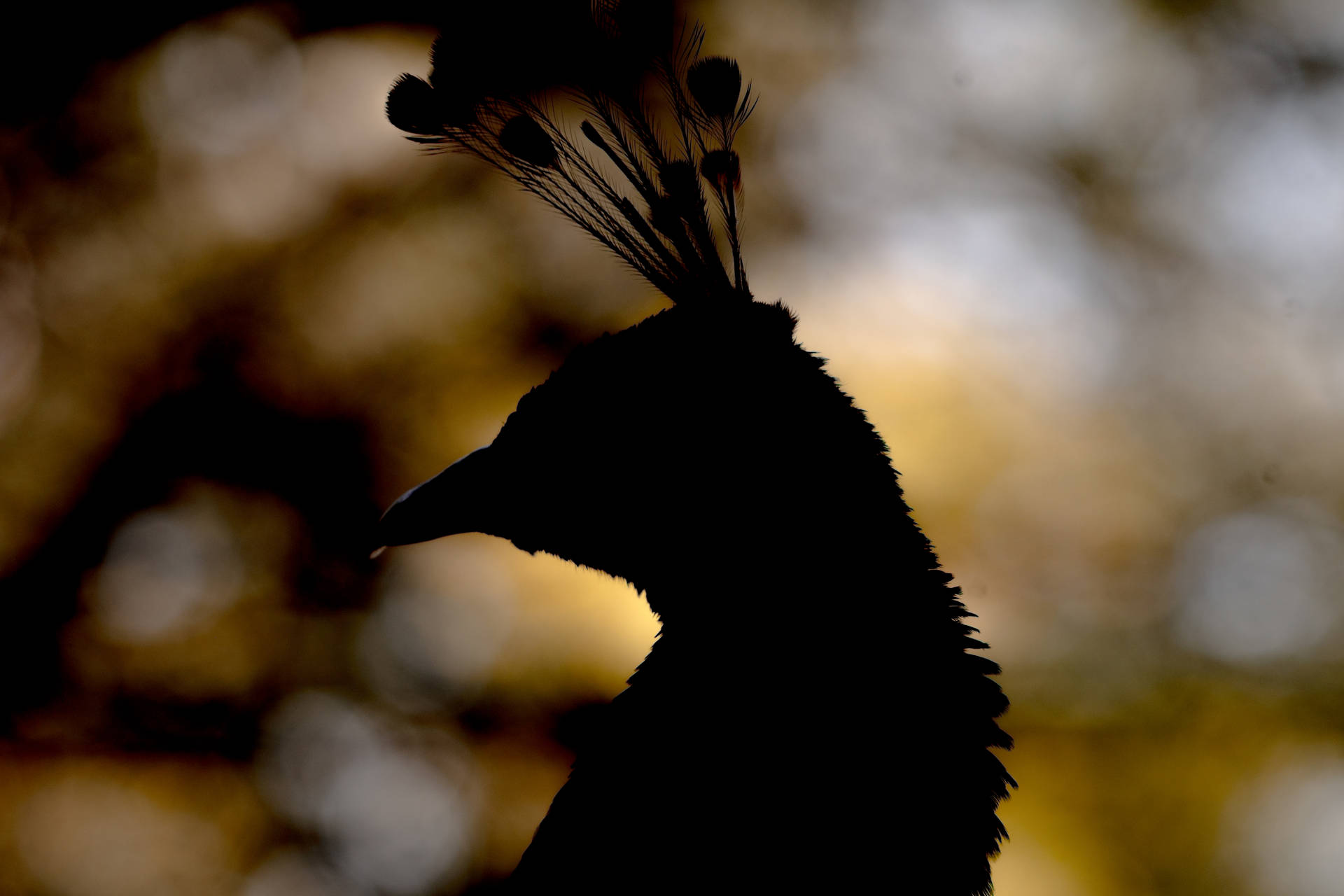 Peacock Silhouette Awesome Animal Background