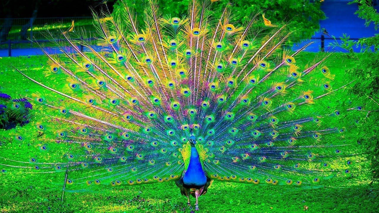 Peacock With Colorful Feathers In The Grass