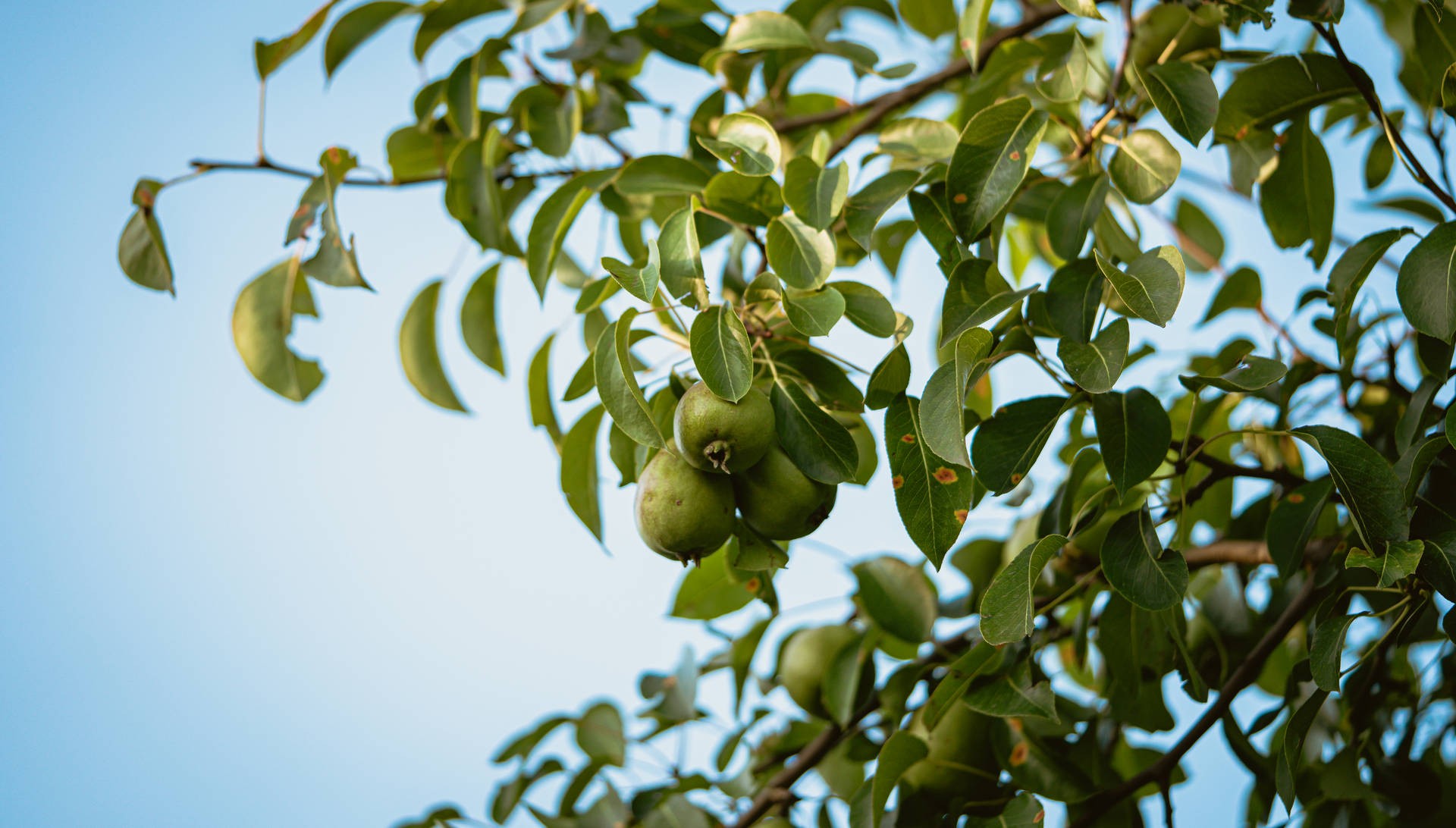 Pear Fruits On Tree Background
