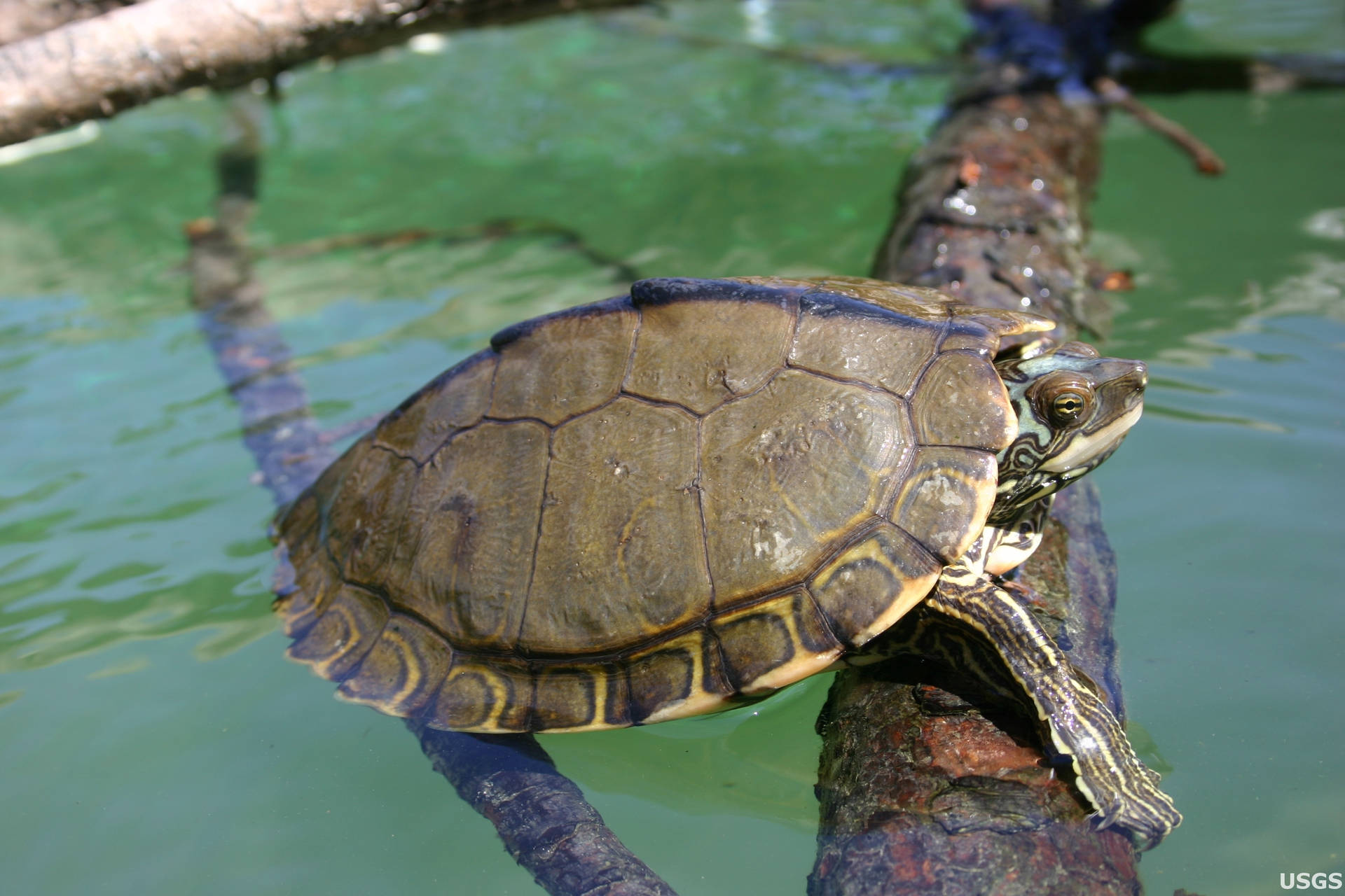 Pearl River Map Turtle Resting Peacefully Background