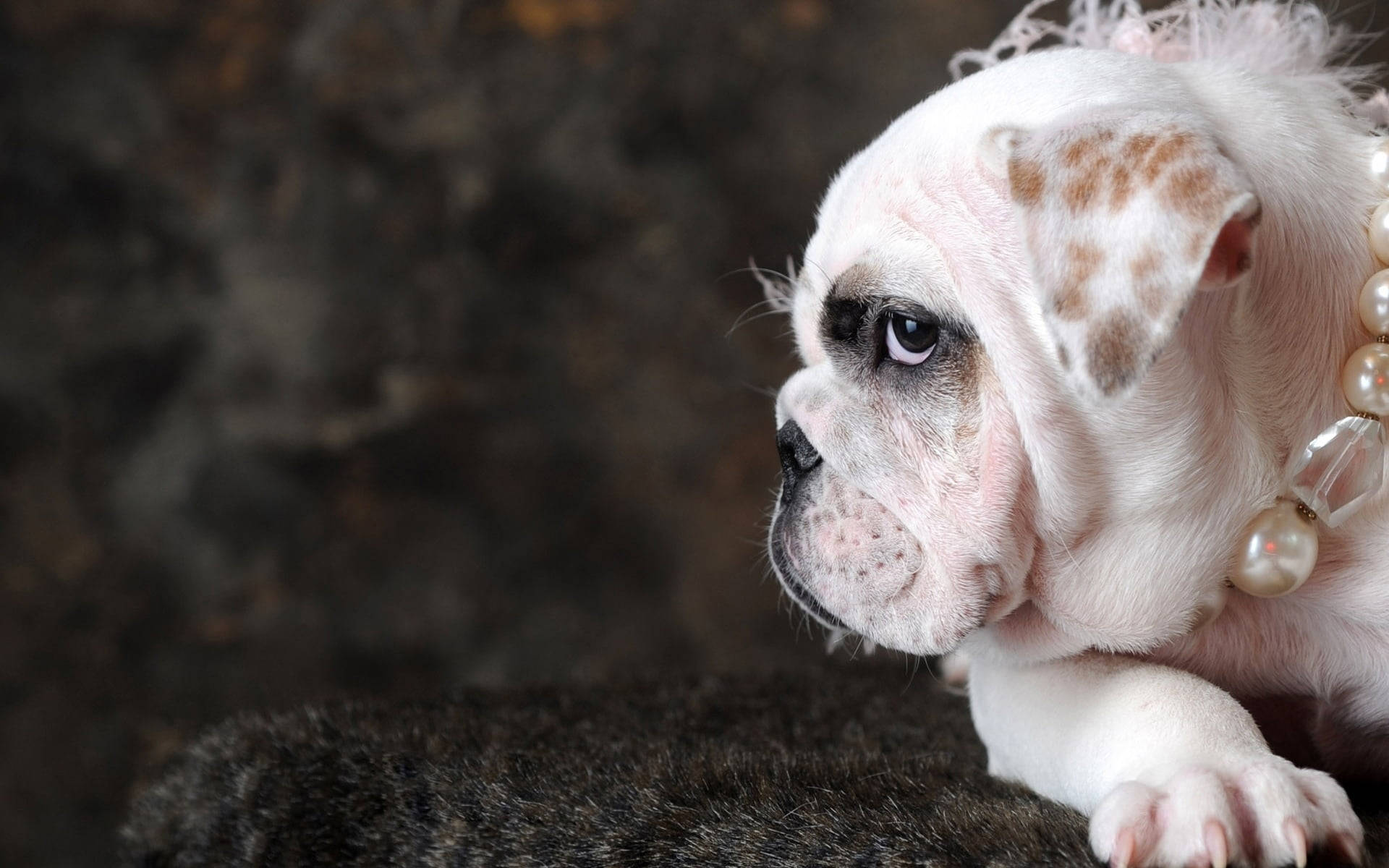 Pearly English Bulldog