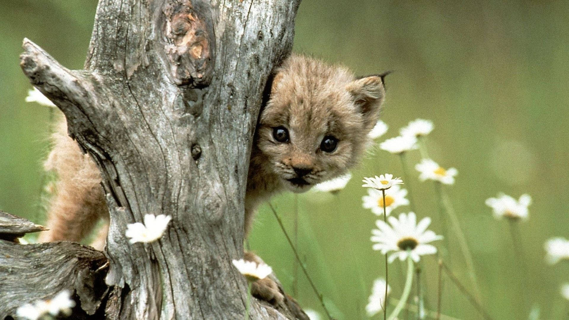 Peeking Baby Animal Cheetah