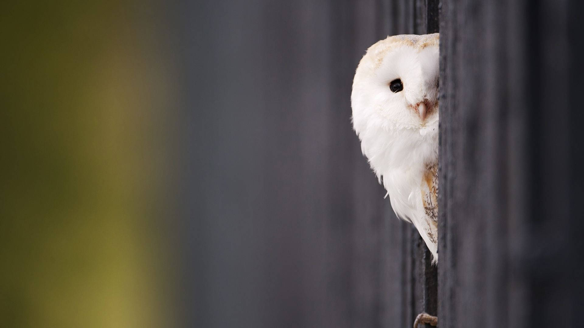 Peeking Baby Owl Background