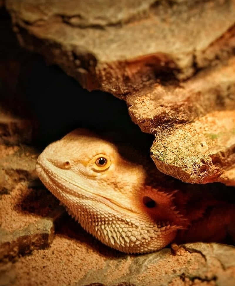 Peeking Bearded Dragon.jpg