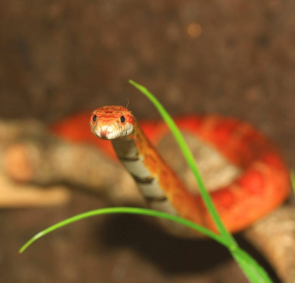 Peeking Corn Snake Background