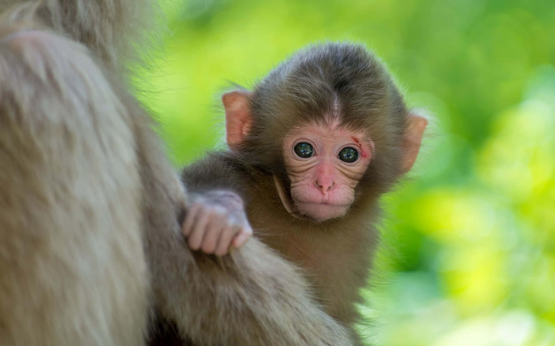 Peeking Cute Monkey Photo Background