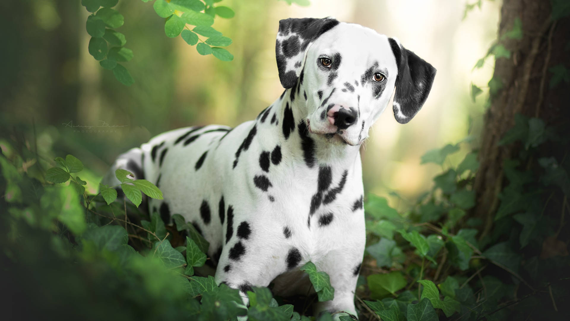 Peeking Dalmatian Dog Background