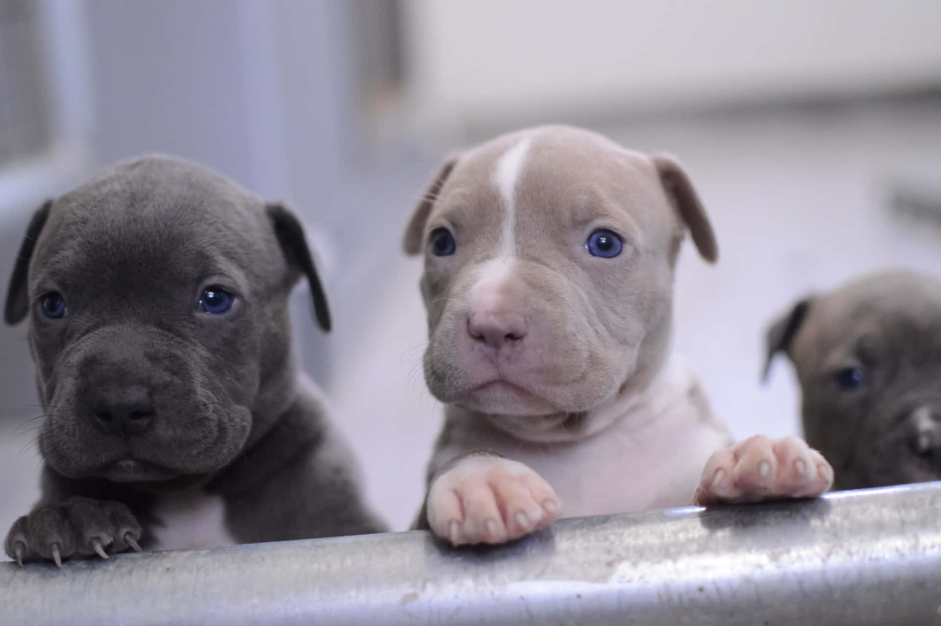 Peeking Dog Pitbull Puppies Background