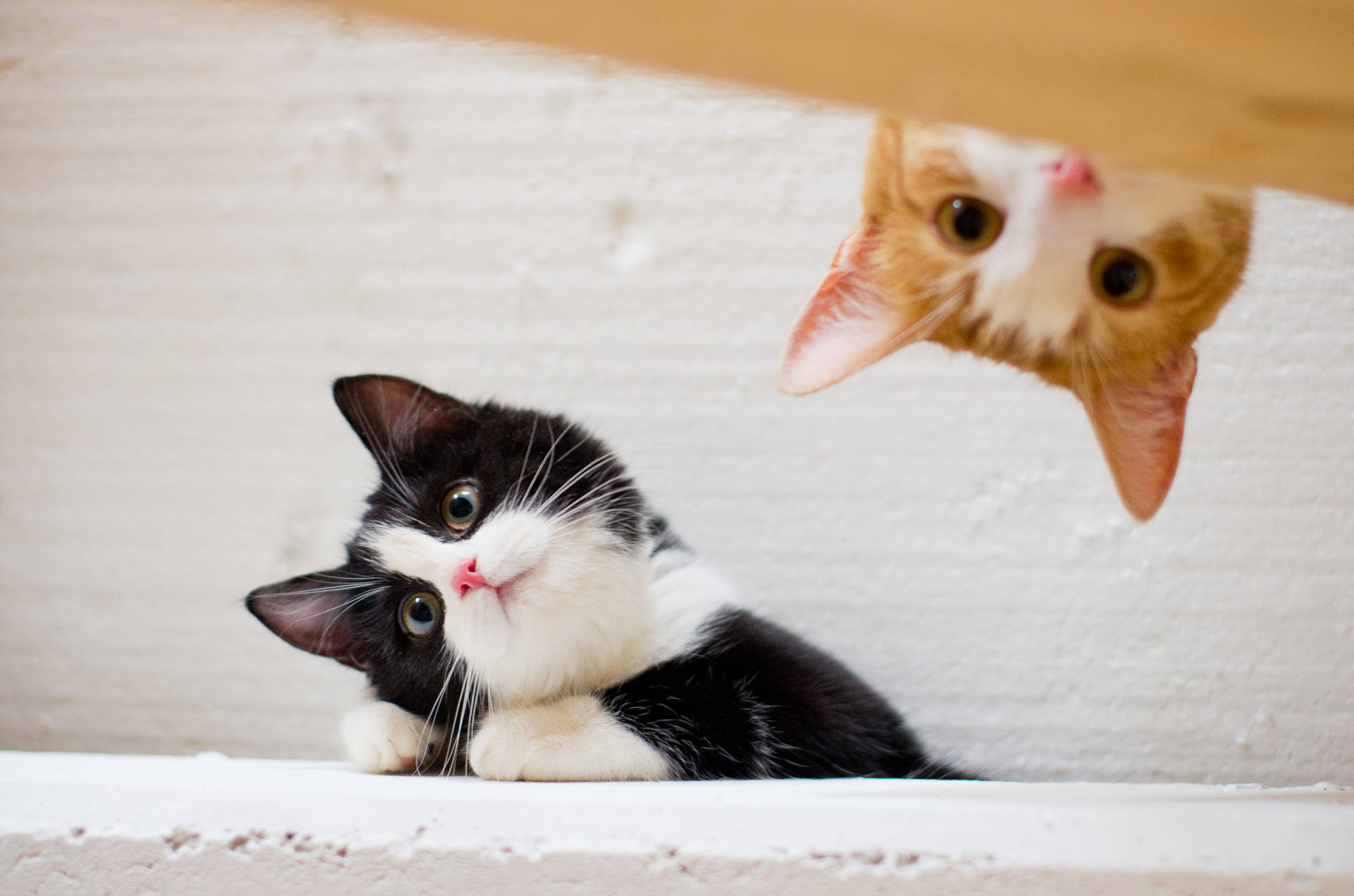 Peeking Kittens On The Ceiling Background
