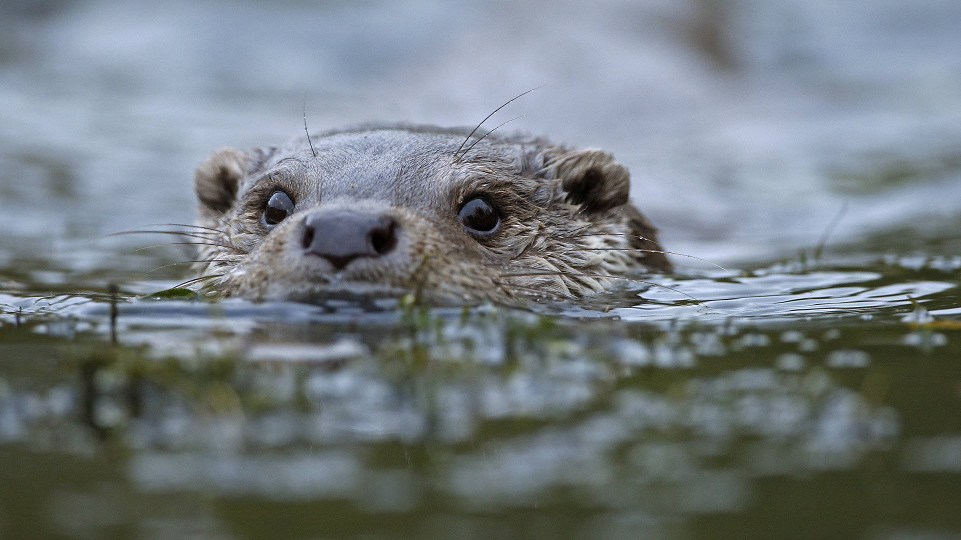 Peeking Otter Animal