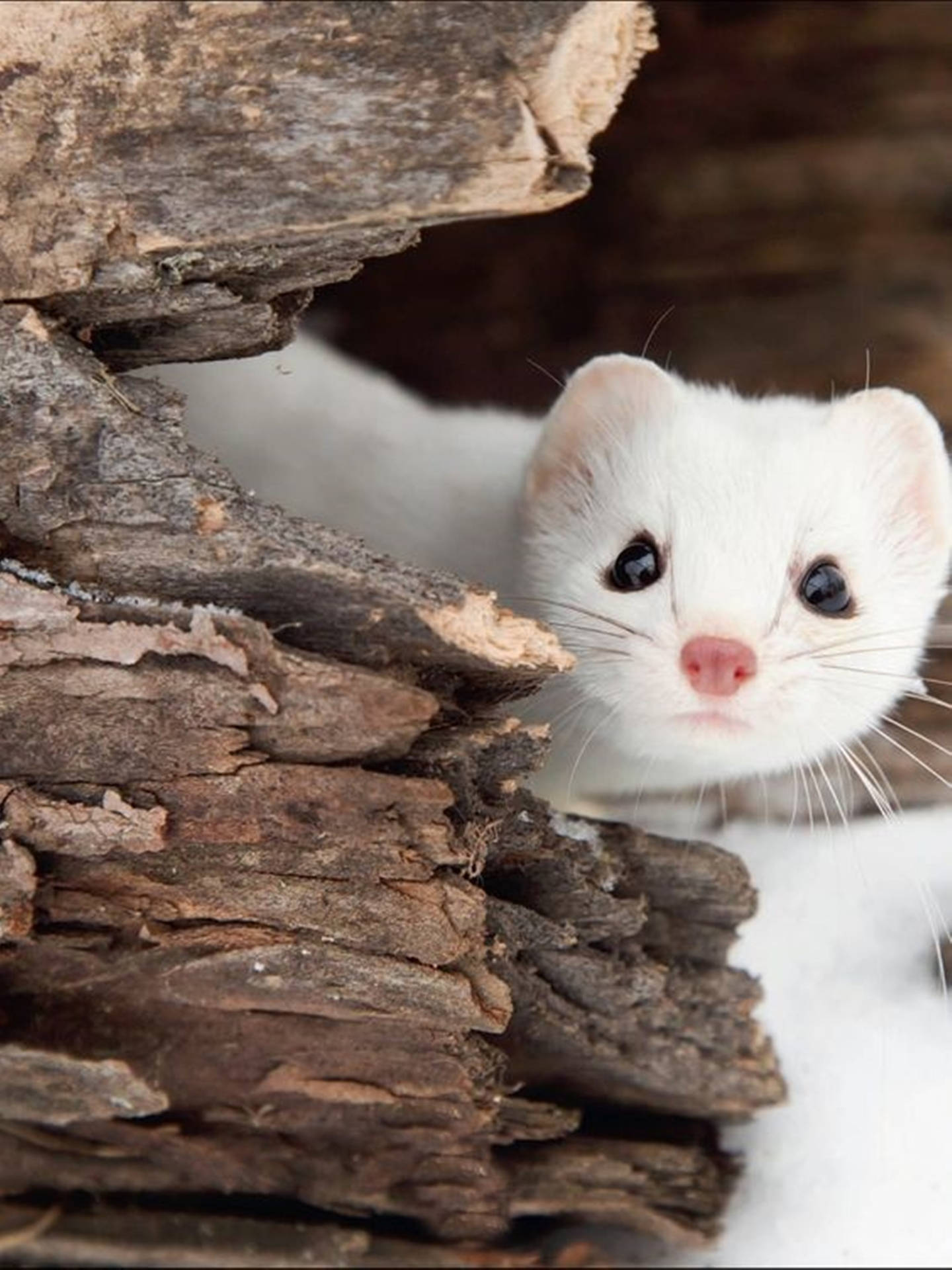 Peeking White Mink