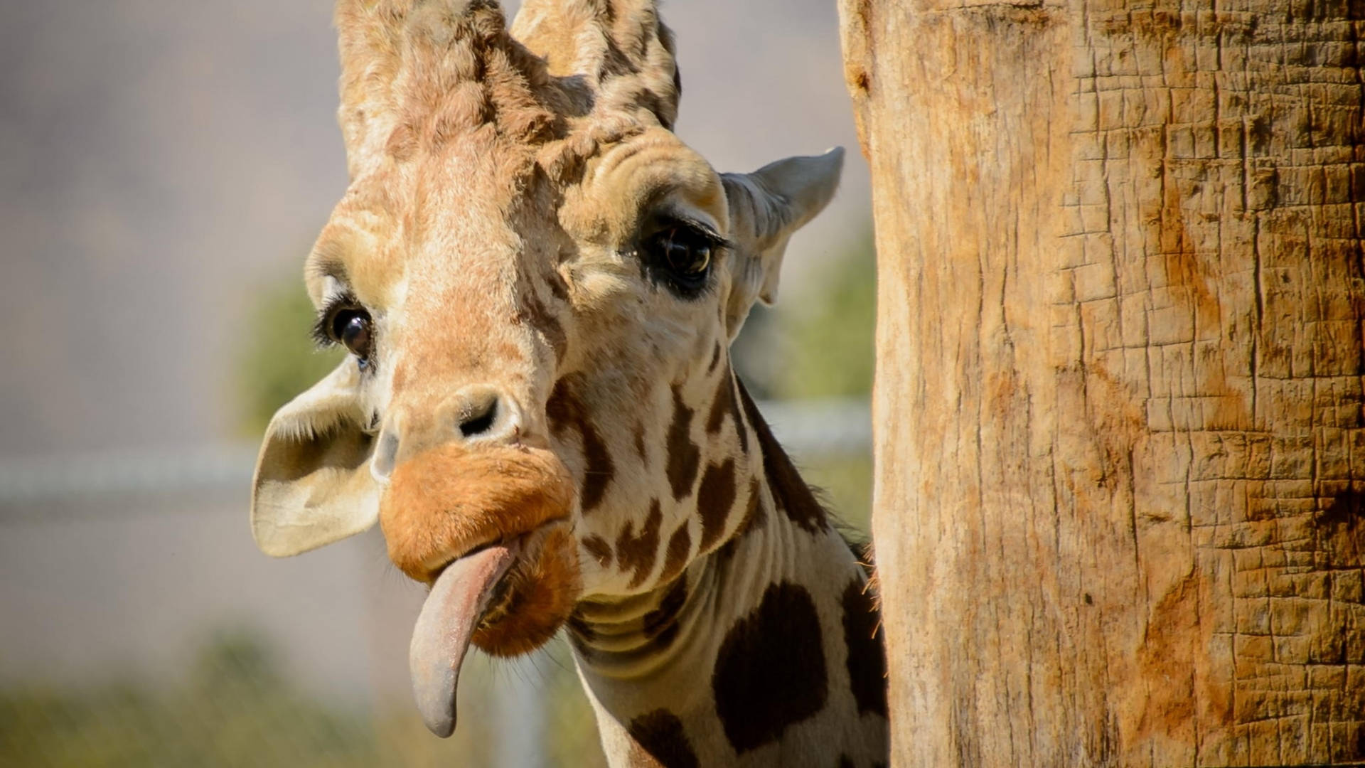 Peeking Young Giraffe Background