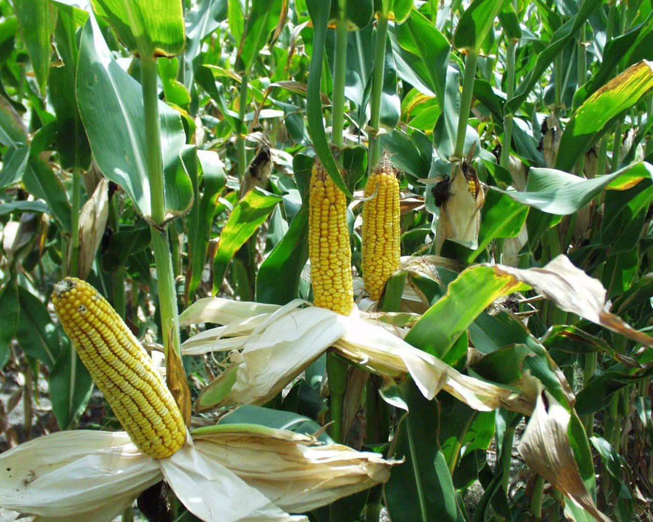 Peeled Corns In Plant Background