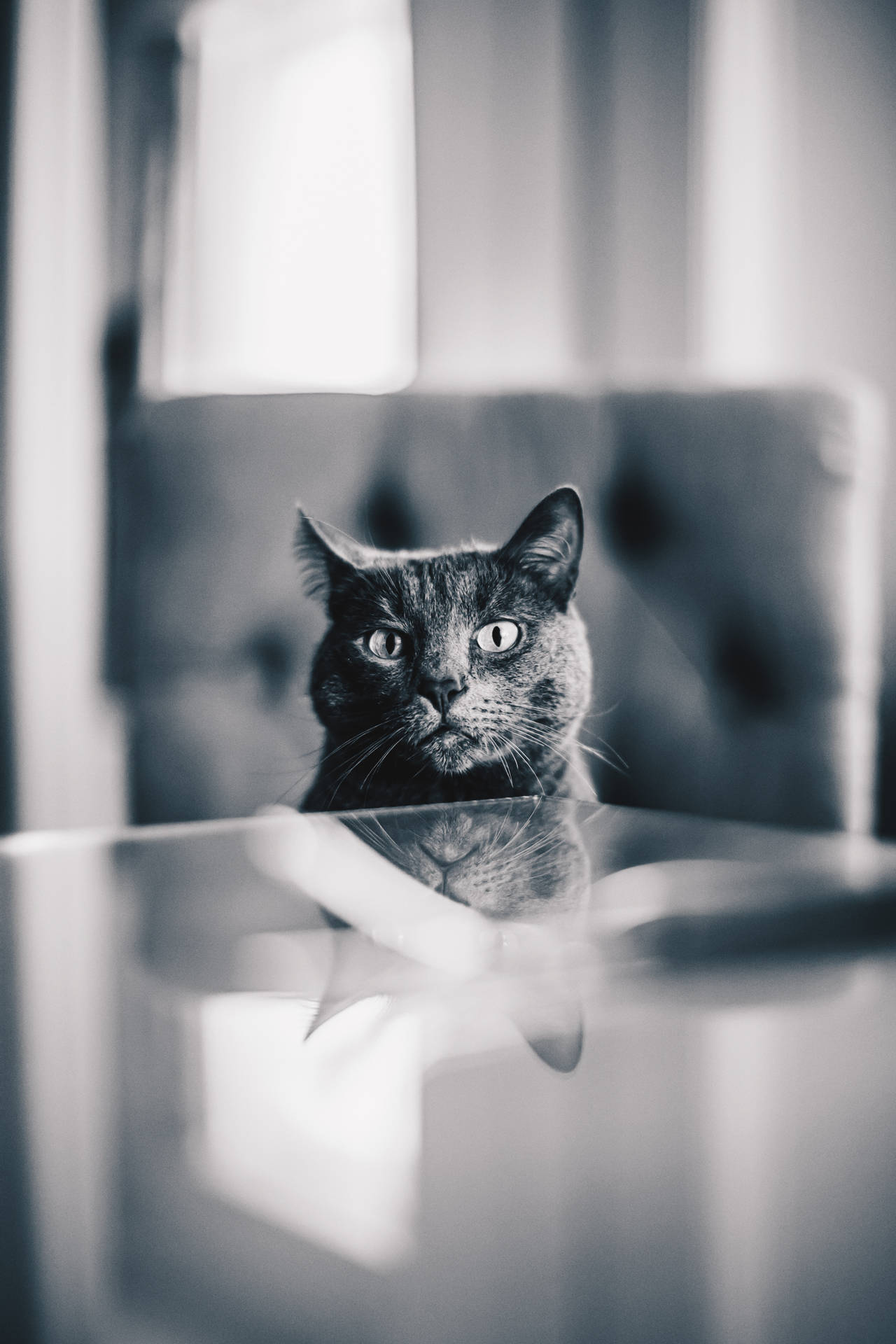 Peeping Gray Cat Background