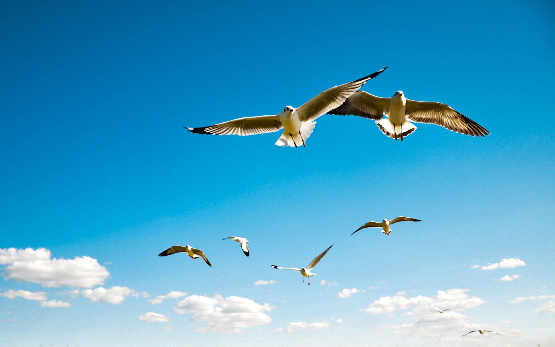 Pelican Birds Flying Over Blue Sky Background